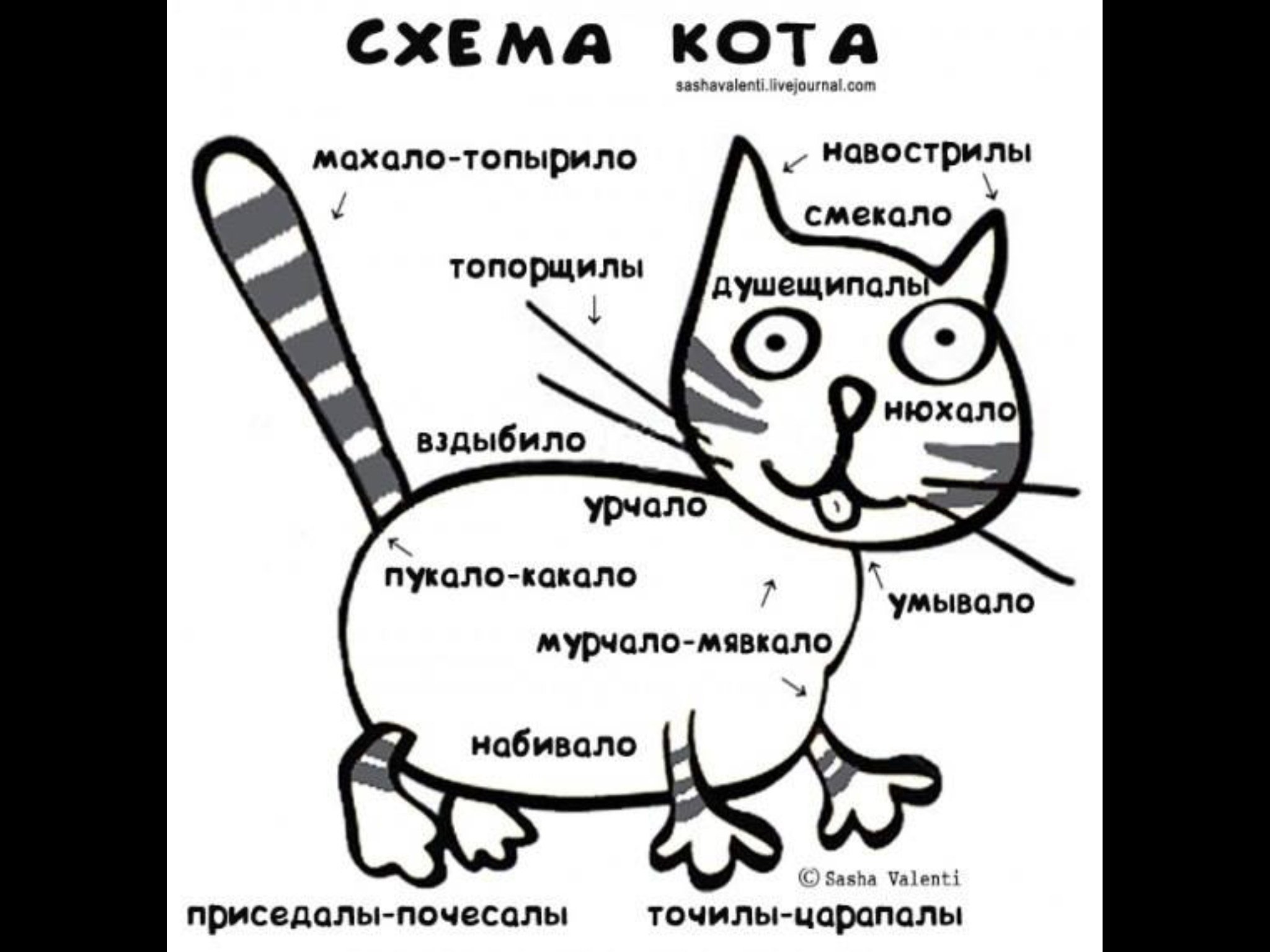 Короче там написано. Схема кота. Смешные стихи про котов. Стихотворение про кота смешное. Стих про кота смешной.