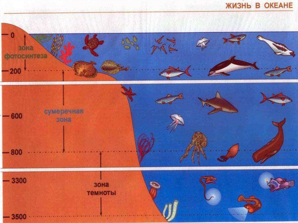 В верхнем слое воды обитает больше организмов. Распределение жизни в океане. Зоны мирового океана. Обитатели глубинных слоев океана. Зоны жизни в океане.