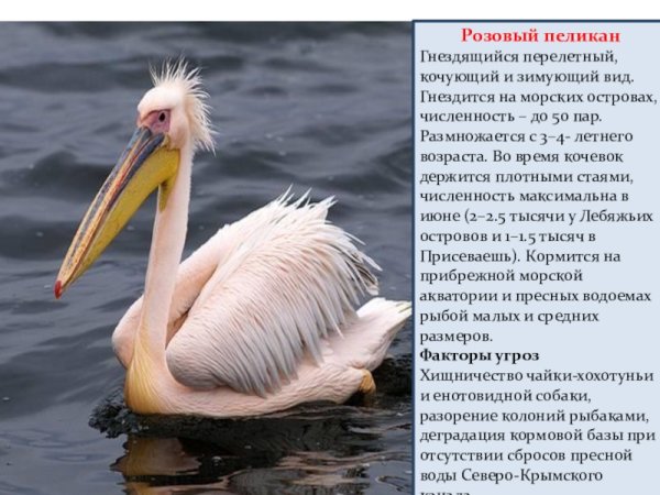 Открытки пеликан для привлечения работы (80 фото)