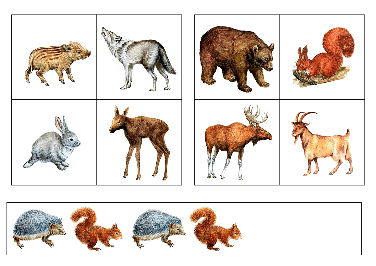 Лесные звери старшая группа. Дикие животные для детей дошкольного возраста. Изображения диких животных для детей. Карточки "Дикие животные". Лесные животные для детей.