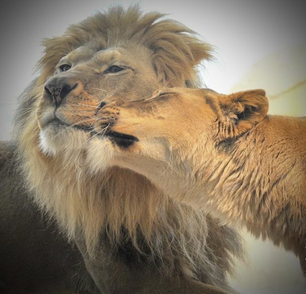 Открытки львица и лев любовь нежность (71 фото)