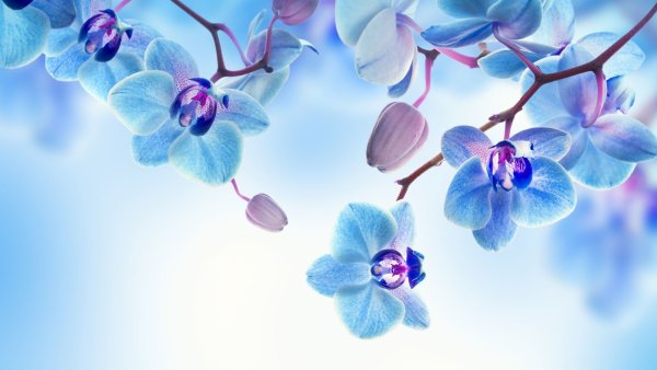 Красивые цветы обои голубые (45 фото)