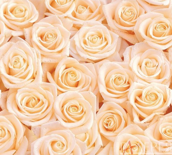 Кремовые розы обои (41 фото)