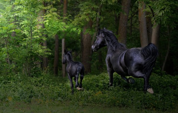 Лошади в лесу обои (41 фото)