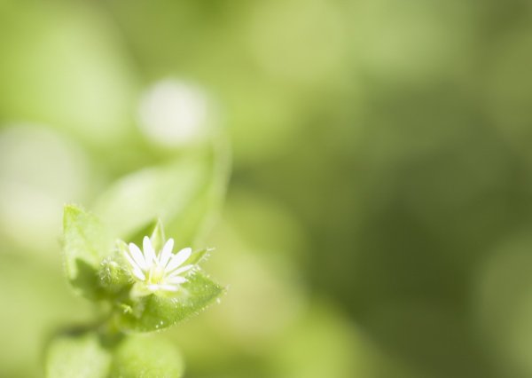 Обои бледно зеленые с цветами (43 фото)