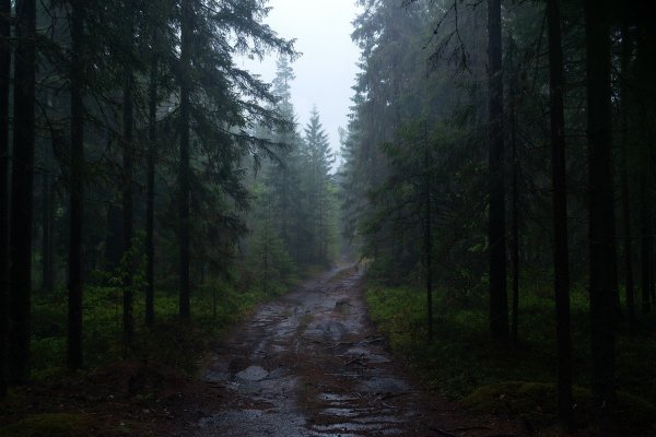 Обои эстетика дождь лес (39 фото)