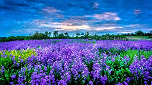 Обои голубое поле цветов (44 фото)