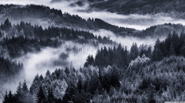 Обои горы туман лес (42 фото)