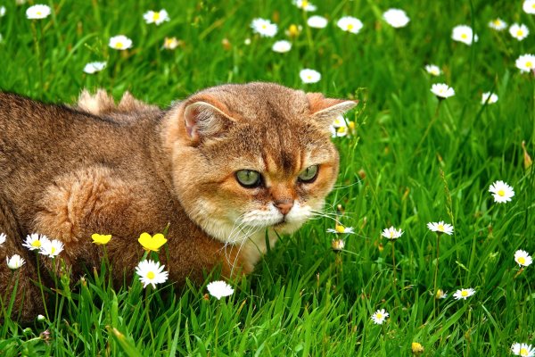 Обои кошка в траве (42 фото)