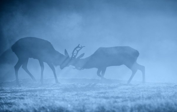 Обои лес туман олень (38 фото)