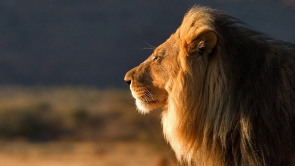 Обои лев на природе (44 фото)