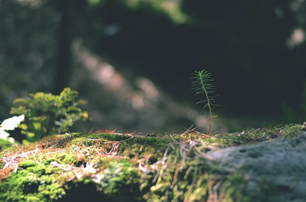 Обои мох в лесу (40 фото)