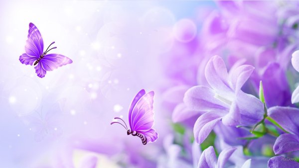 Обои нежно фиолетовые цветы (43 фото)
