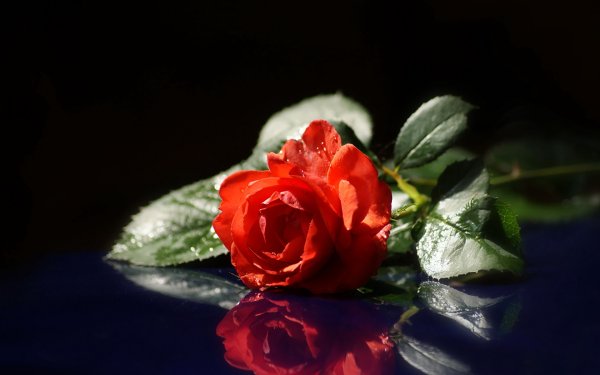 Обои одинокая роза (45 фото)