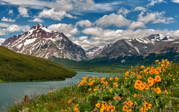 Обои природа горы цветы (42 фото)
