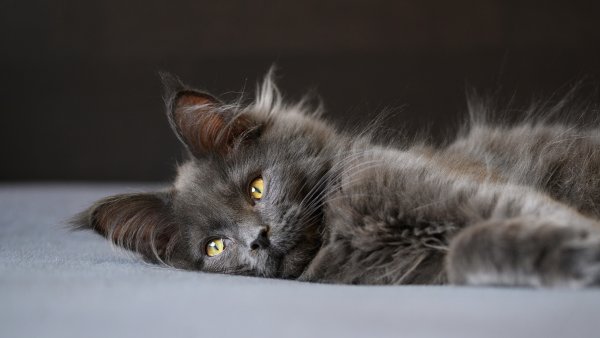 Кот серый пушистый Мейн кун