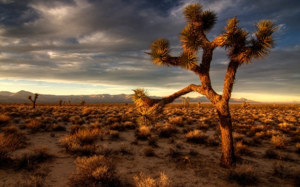 Обои пустыня природа (45 фото)