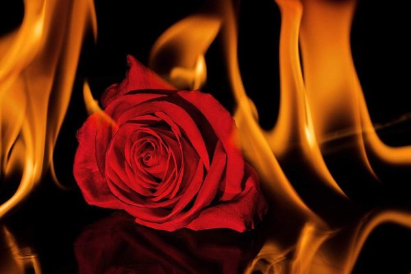 Огненно красные розы