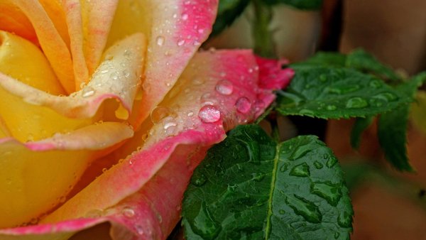 Красивые розы разноцветные в росе