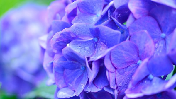 Обои с цветами голубой фиолетовый (44 фото)