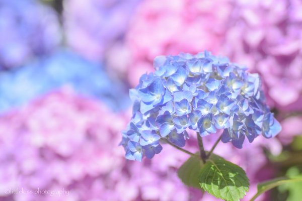 Обои сине розовые цветы (45 фото)