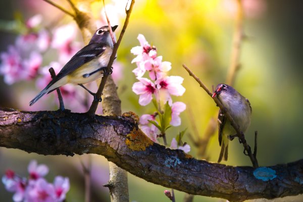 Обои весна природа птицы (43 фото)