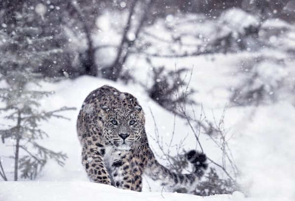 Обои животные и снег (45 фото)