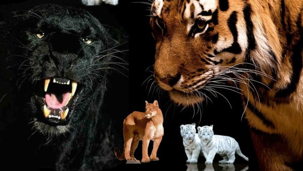 Тигры леопарды львы пантеры
