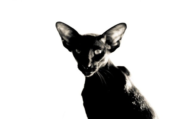 Ориентальная кошка черная обои (43 фото)