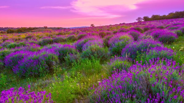 Поле с фиолетовыми цветами обои (43 фото)
