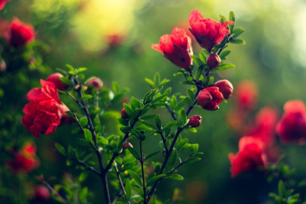Природа обои розы (43 фото)