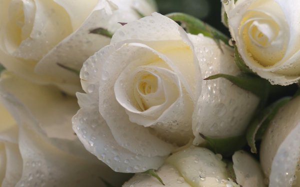 Розы обои белые (44 фото)