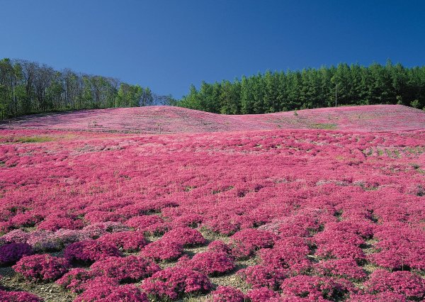 Розовое поле обои (41 фото)