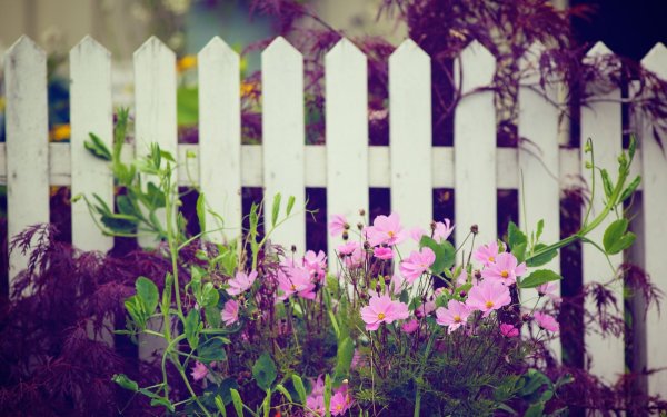 Цветы на заборе обои (43 фото)