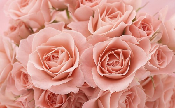 Цветы розовые розы обои (44 фото)