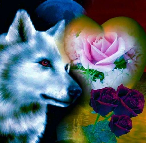 Волк в розах обои (38 фото)