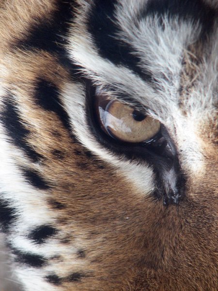 Глаза тигра на фоне (36 фото)