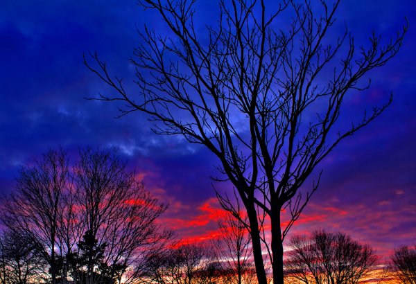 Силуэты деревьев на фоне вечернего неба (42 фото)