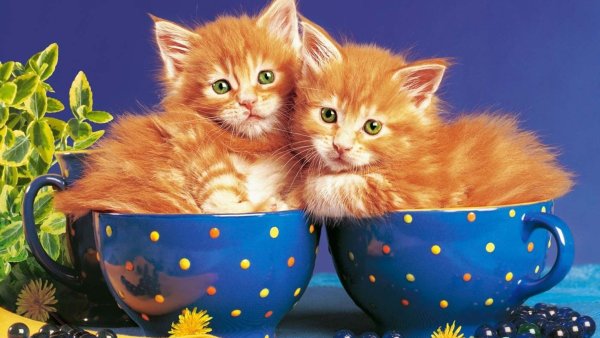 Картинки хорошего вечера с кошками (46 фото)