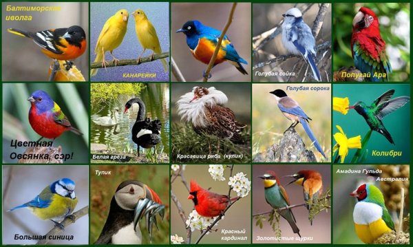 День птиц картинки с птицами (44 фото)