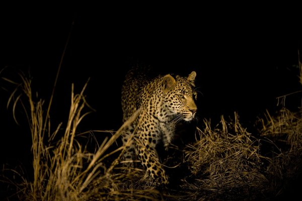 Картинки леопардов ночью (49 фото)