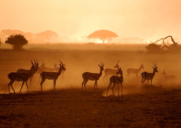 Картинка каждое утро в африке просыпается газель (50 фото)