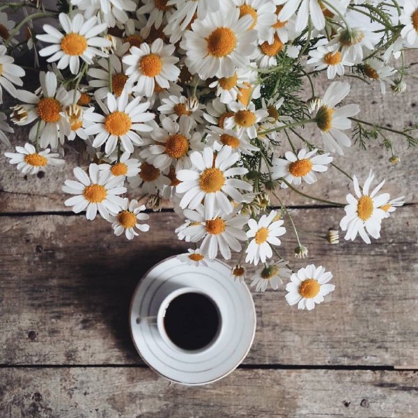 Утро и кофе с полевыми цветами картинки (49 фото)