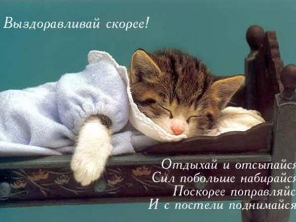 Картинки выздоравливай с котом с апельсинами (46 фото)