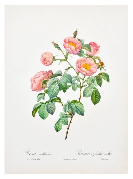Розы редуте иллюстрации (55 фото)