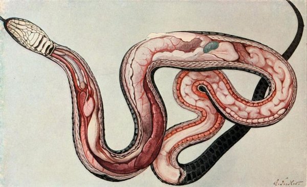 Сердце змеи иллюстрации (44 фото)